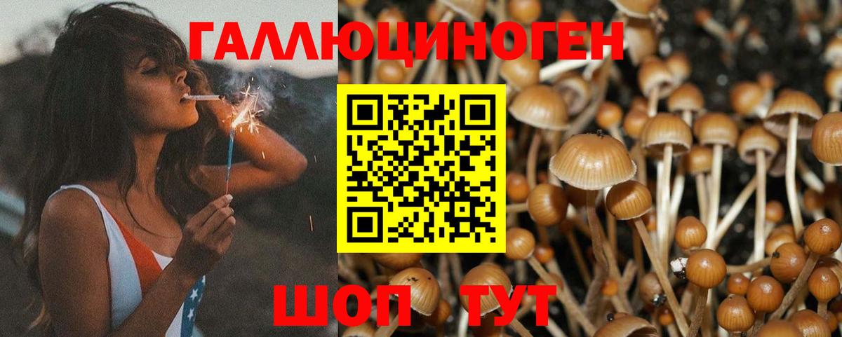 Псилоцибиновые грибы Psilocybe Ялта